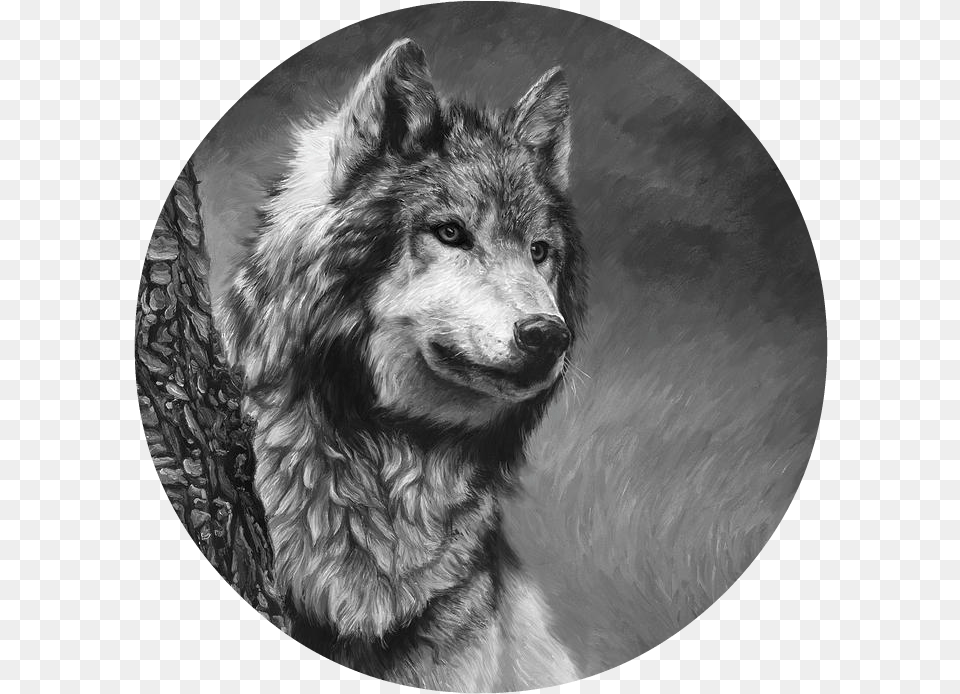 Gray Wolf Black And White Lucie Bilodeau Gray Wolf Black And White, Animal, Photography, Mammal, Bear Png Image