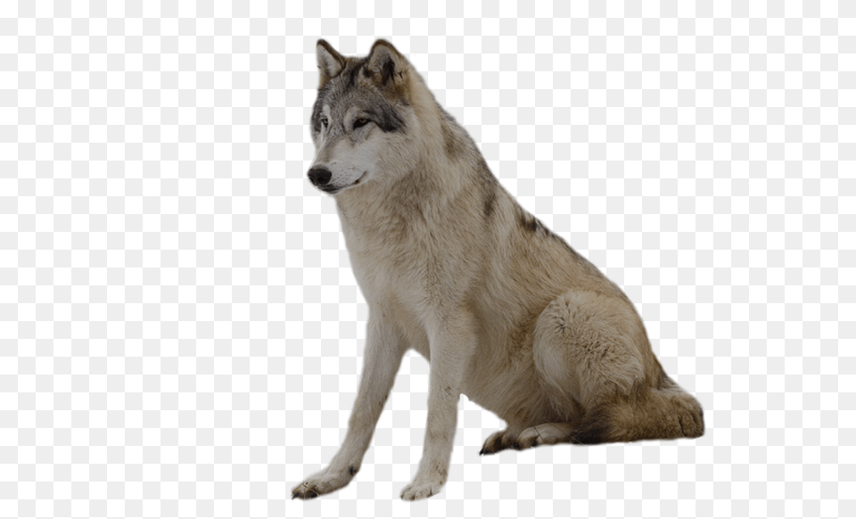 Gray Wolf Clipart Brown Wolf, Animal, Canine, Dog, Mammal Png Image