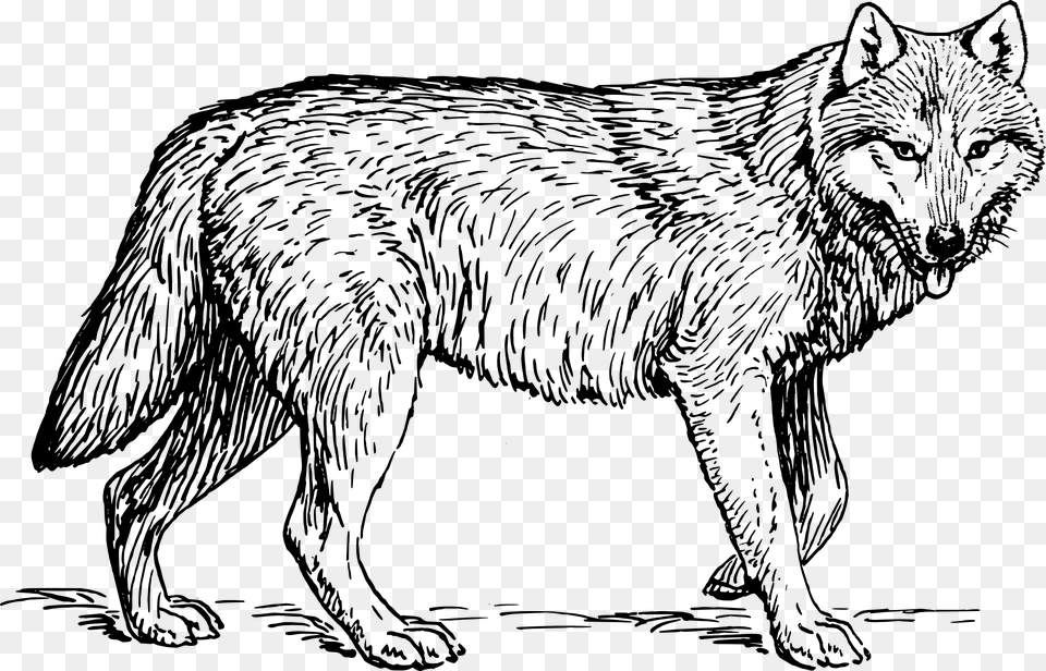 Gray Wolf Cliparts Png