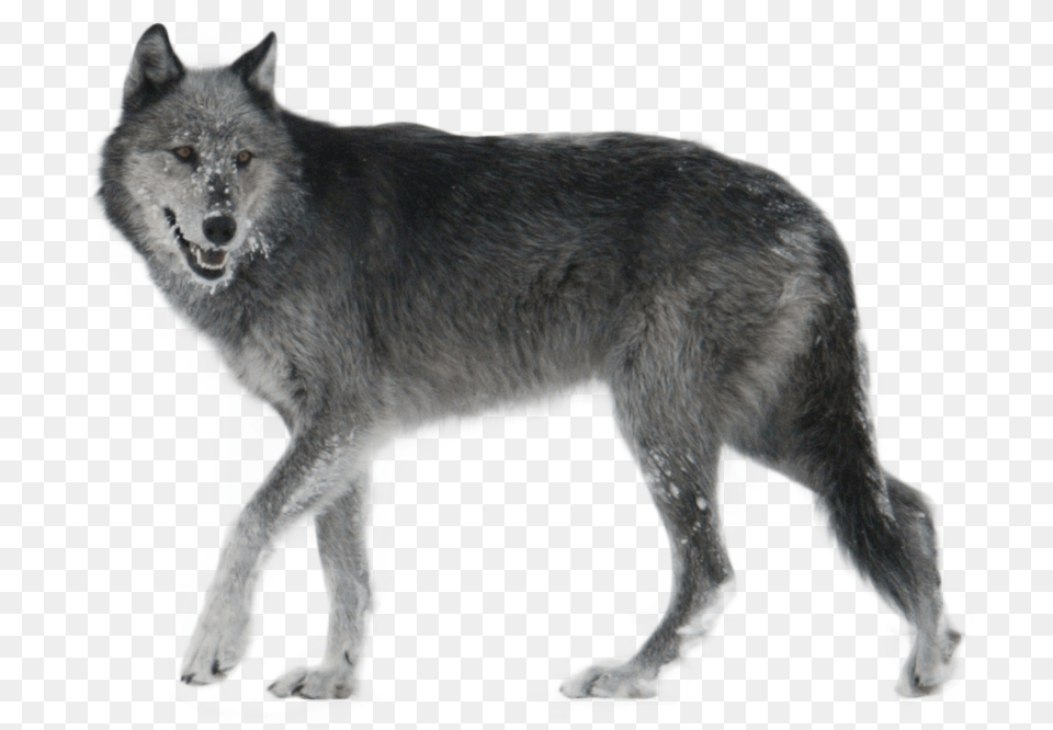 Gray Wolf In Yellowstone National Park Wolf, Animal, Mammal, Canine, Dog Free Png Download
