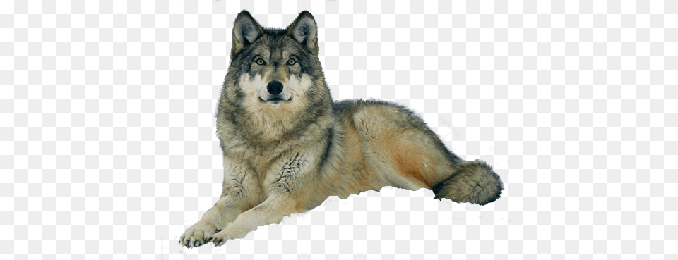 Gray Wolf Lying Down, Animal, Mammal, Canine, Dog Png Image