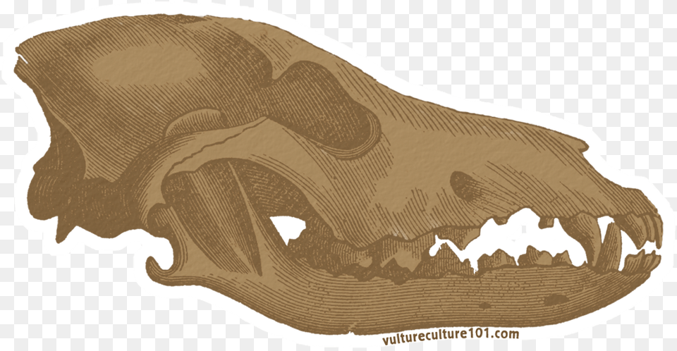 Gray Wolf Skull Clip Art Bat Free Png Download