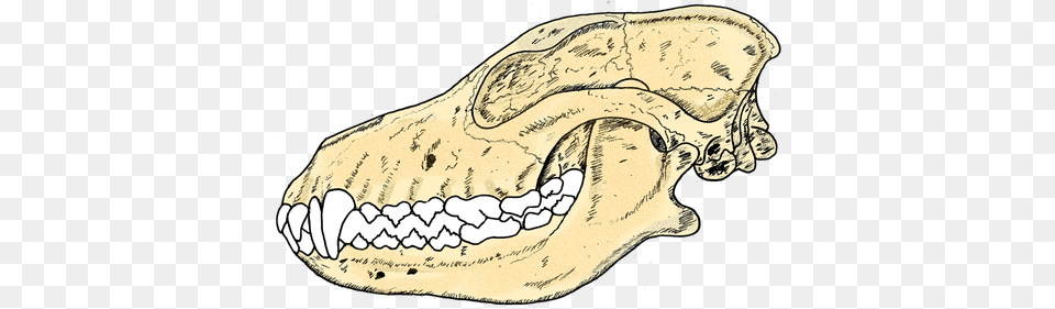 Gray Wolf Skull Diagram, Body Part, Mouth, Person, Teeth Png