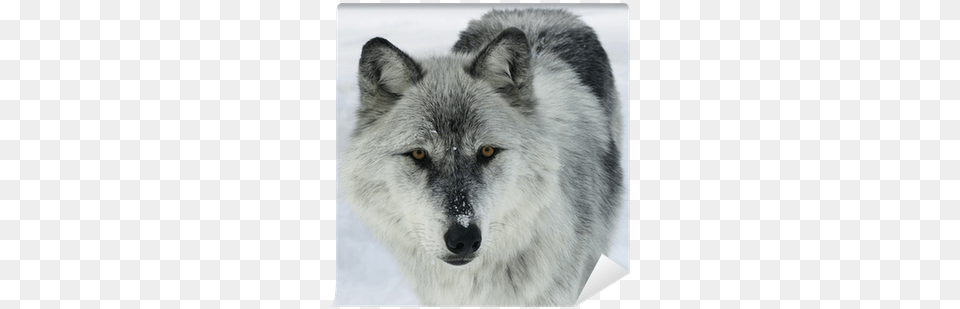 Gray Wolf With Purple Eyes, Animal, Canine, Dog, Mammal Free Png