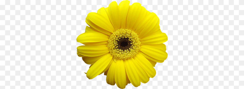 Grayling Clean Up Day Pastel Yellow Flower, Daisy, Plant, Pollen, Petal Free Transparent Png