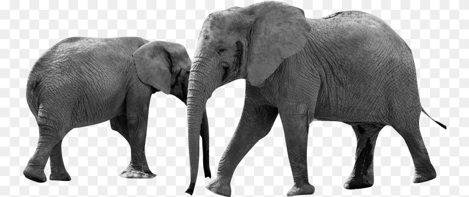 Grayscale Elephant Animals Africa Animal Africa, Mammal, Wildlife Free Png