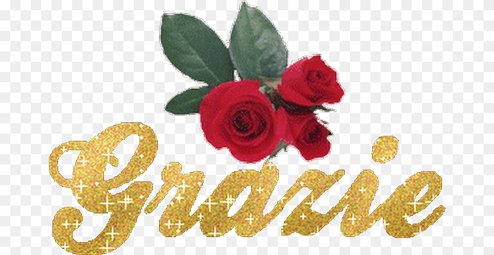 Grazie Degli Auguri Gif, Flower, Plant, Rose, Text Free Transparent Png
