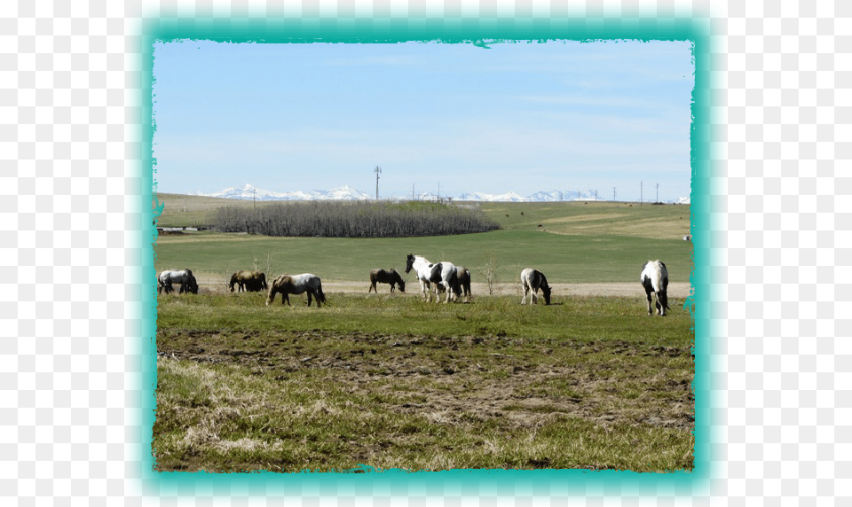 Grazing, Rural, Outdoors, Grassland, Field Png Image