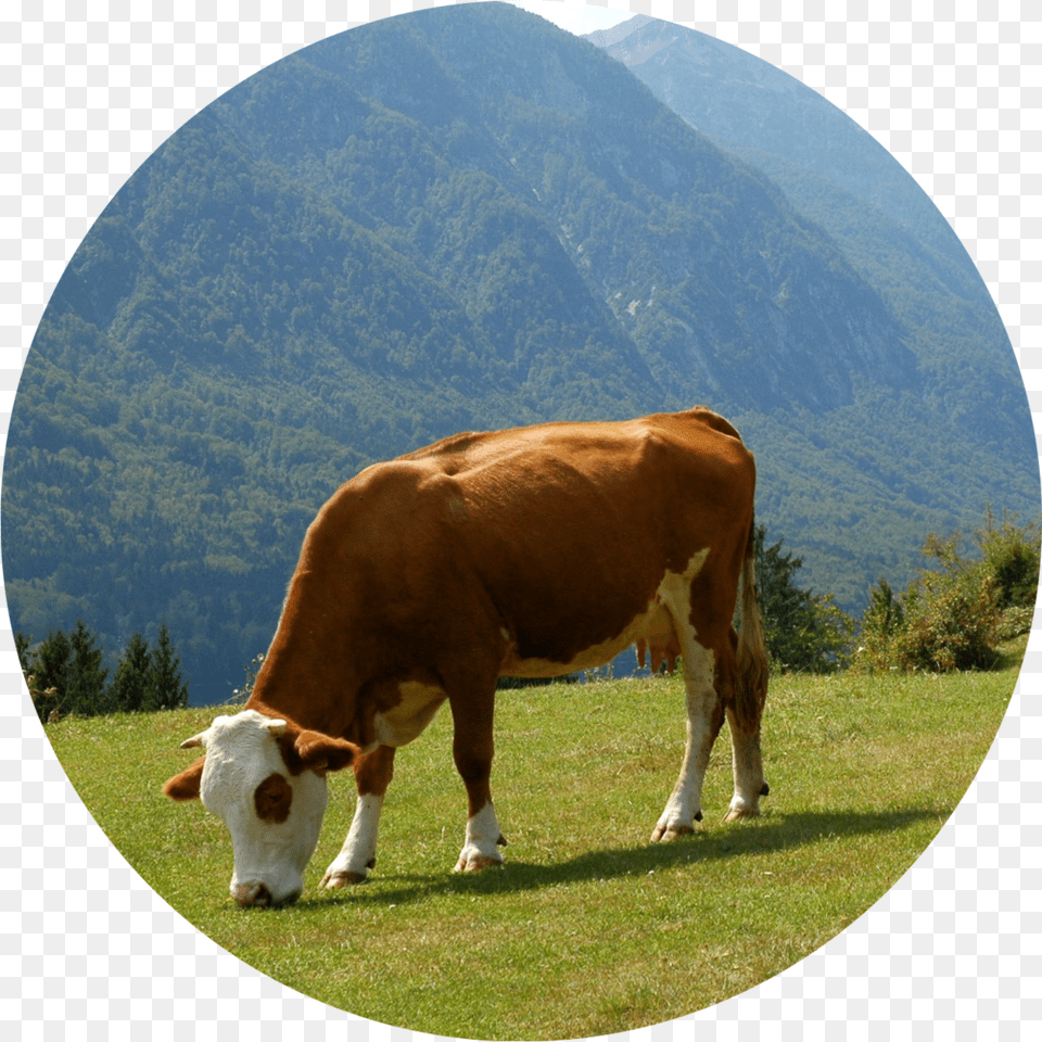 Grazing Dairy Cow, Animal, Cattle, Mammal, Livestock Png