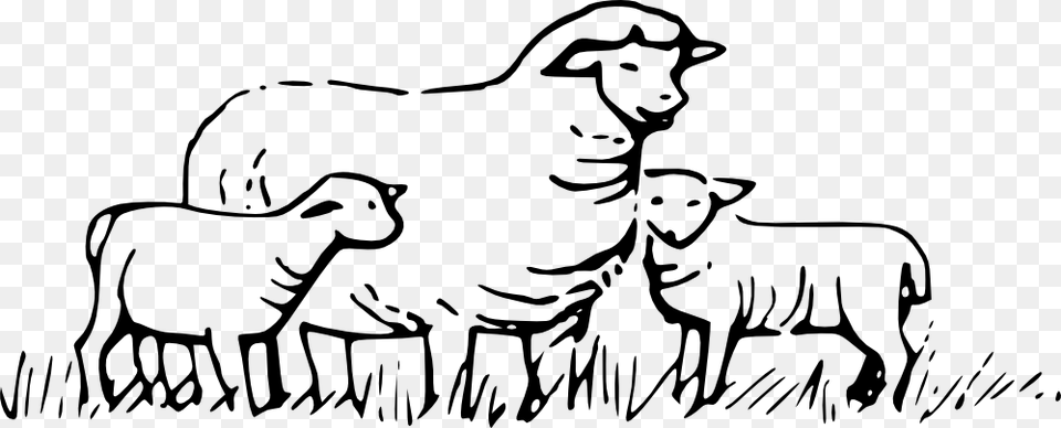 Grazing Lamb Clipart Explore Pictures, Livestock, Baby, Person, Animal Png Image