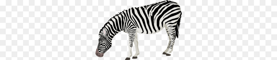 Grazing Zebra Clip Art For Web, Animal, Mammal, Wildlife Free Png