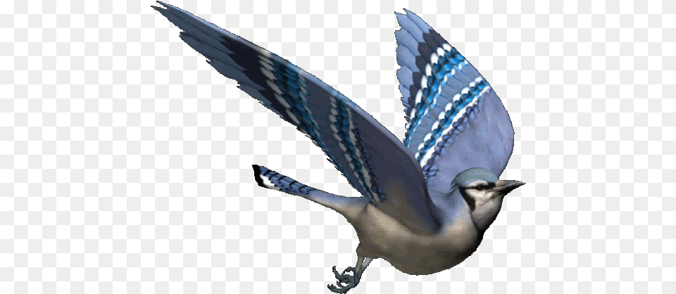 Great Animated Bird Gifs Animated Bird Sitting Gif, Animal, Blue Jay, Bluebird, Jay Free Png Download