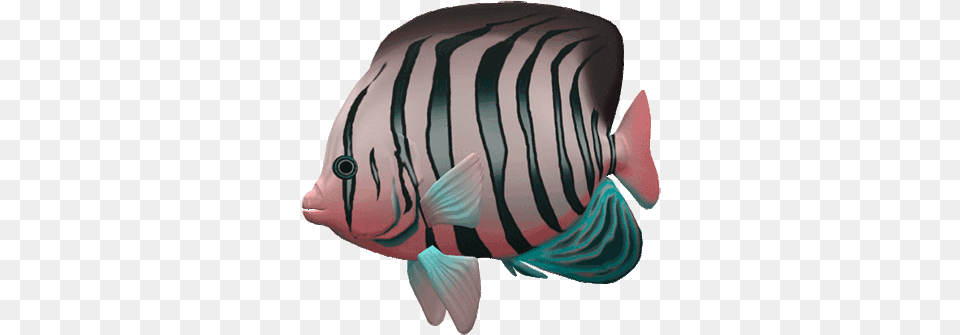 Great Aquarium Fish Gif Images Gif Animation Fish Gif, Angelfish, Animal, Sea Life, Shark Free Png Download