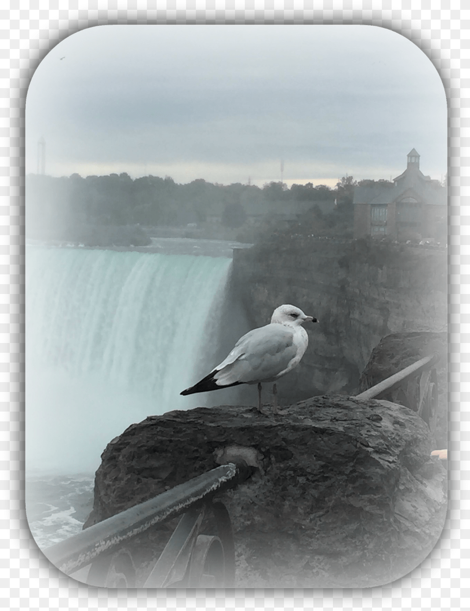 Great Black Backed Gull, Animal, Bird, Seagull, Waterfowl Free Png Download