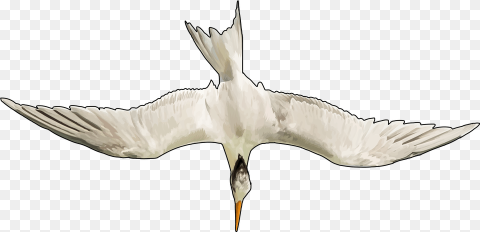 Great Black Backed Gull, Animal, Bird, Flying, Waterfowl Free Transparent Png