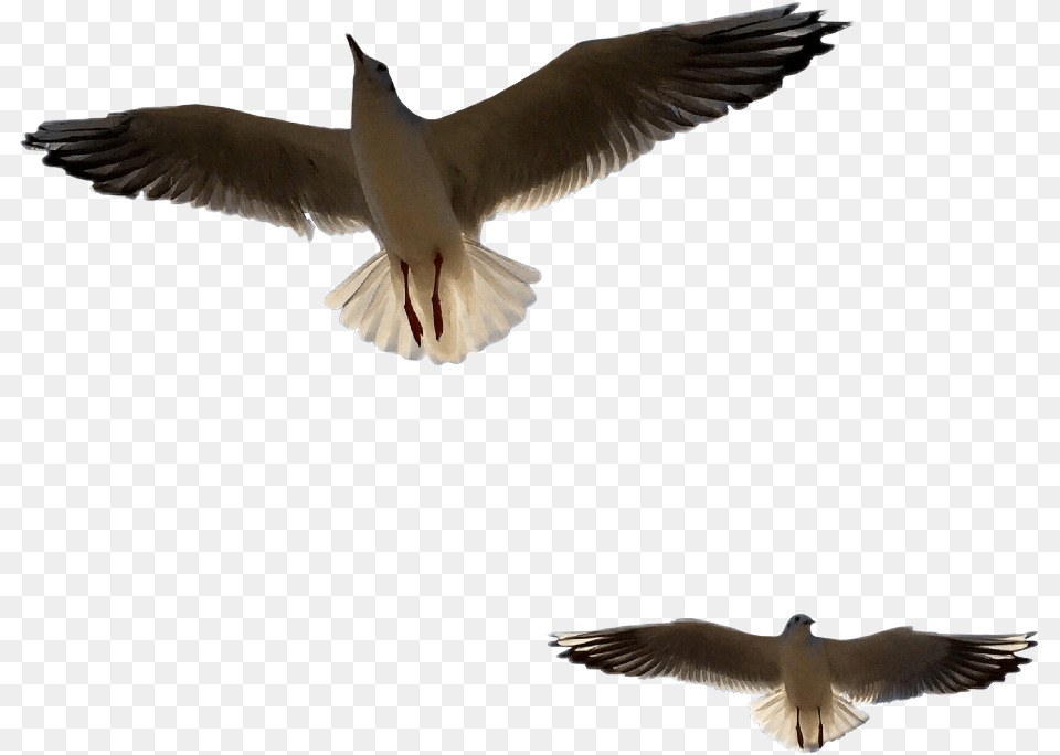 Great Black Backed Gull, Animal, Bird, Flying, Seagull Png Image
