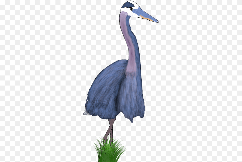 Great Blue Heron, Animal, Bird, Waterfowl, Stork Png