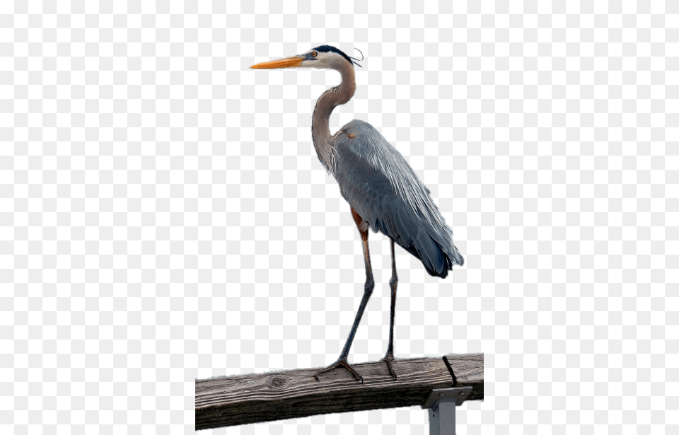 Great Blue Heron, Animal, Bird, Stork, Waterfowl Free Png
