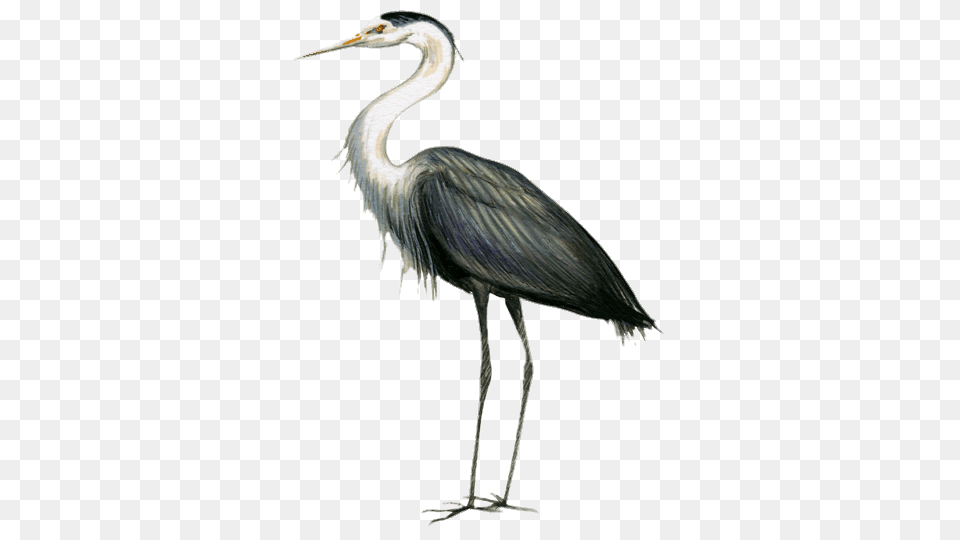 Great Blue Heron Drawing, Animal, Bird, Waterfowl, Crane Bird Png Image