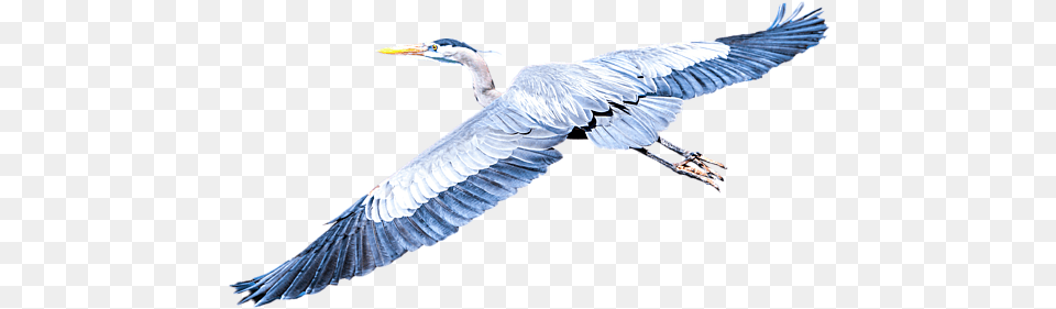 Great Blue Heron Flight Coffee Mug Great Blue Heron, Animal, Bird, Flying, Waterfowl Png Image