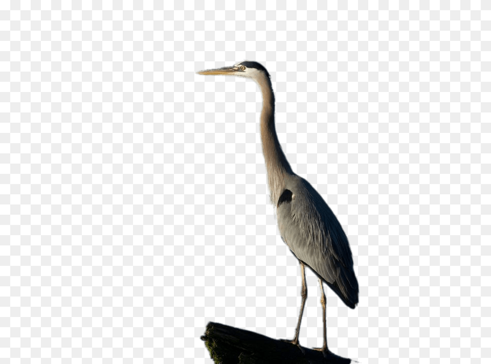 Great Blue Heron Full Size, Animal, Bird, Stork, Waterfowl Png