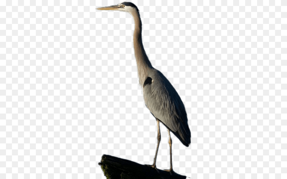 Great Blue Heron Full Size Great Blue Heron, Animal, Bird, Waterfowl, Crane Bird Png Image
