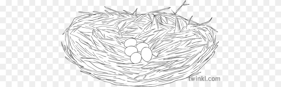 Great Blue Heron Nest Eggs Bird Science Ks2 Bw Rgb Empty, Art Png