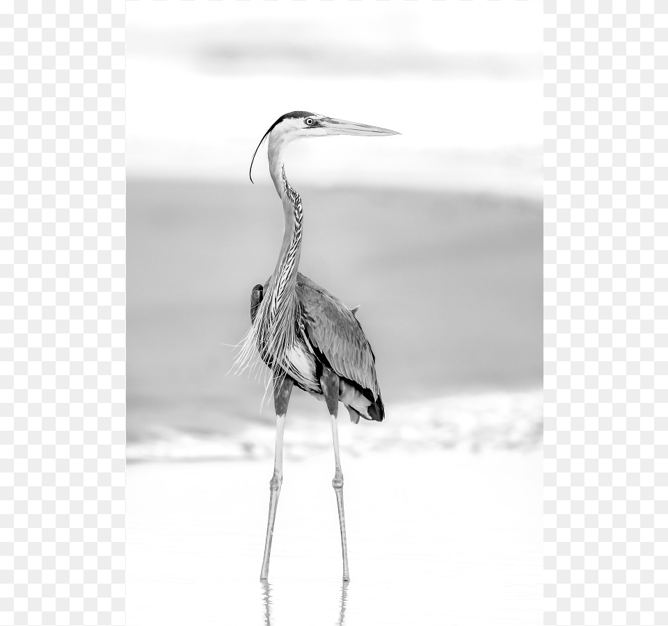 Great Blue Heron Seabird, Animal, Bird, Waterfowl, Beak Png Image