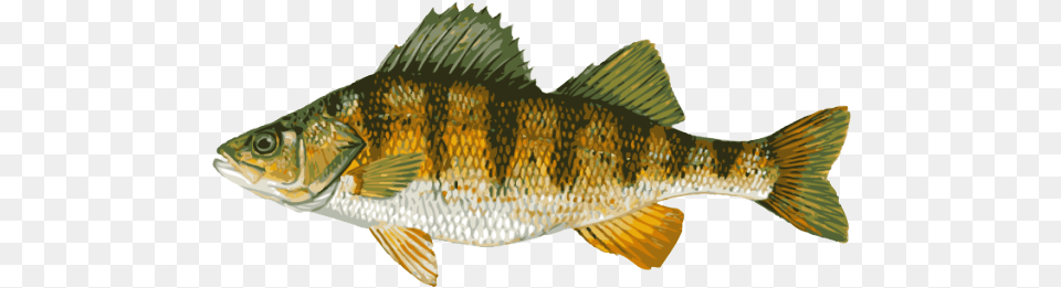 Great Clip Art Of Freshwater Fish Freshwater Perch, Animal, Sea Life Free Png