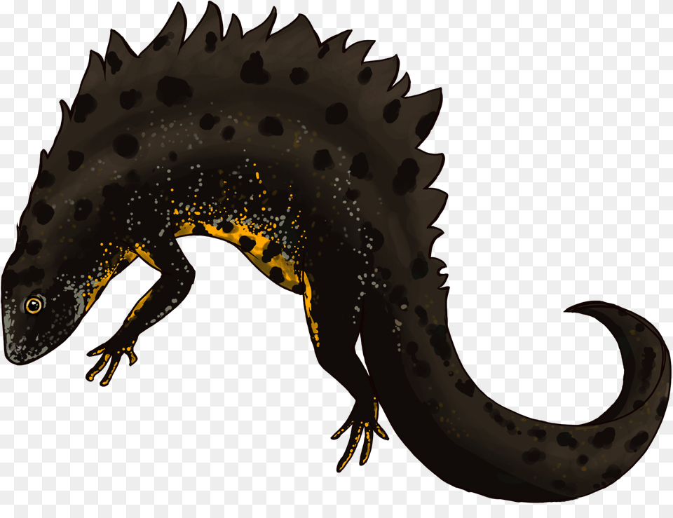 Great Crested Newt By Robyn Womack Alligator Lizard, Animal, Amphibian, Salamander, Wildlife Png Image