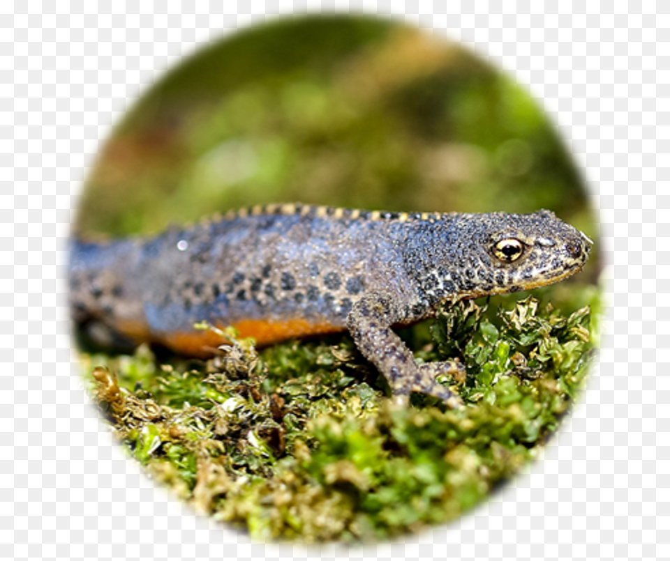 Great Crested Newt Identification Edna Alligator Lizard, Animal, Reptile, Amphibian, Salamander Free Png