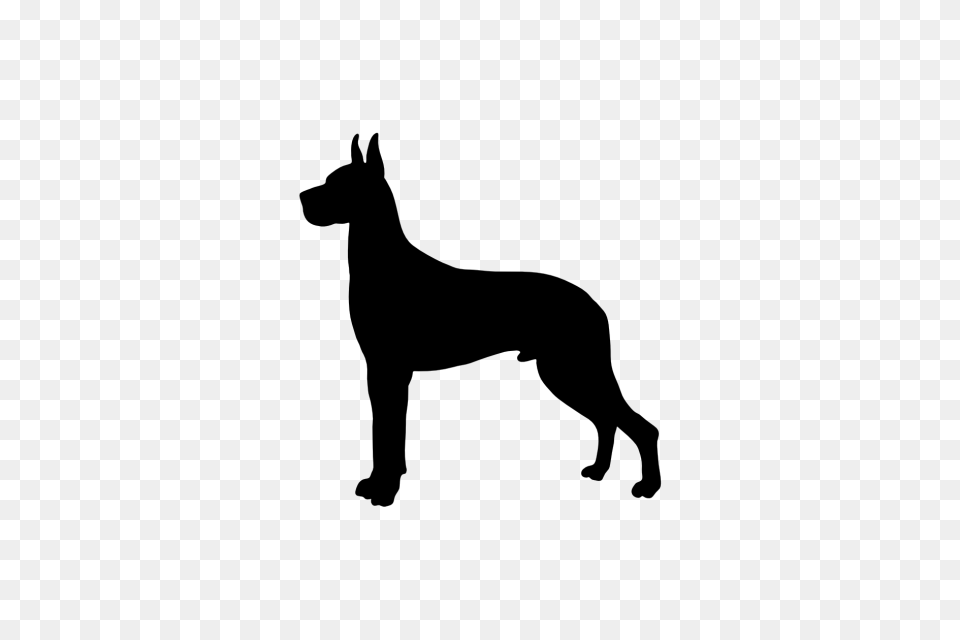 Great Dane, Gray Free Png