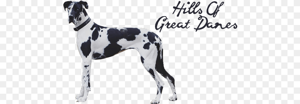 Great Dane, Animal, Canine, Dog, Great Dane Free Transparent Png