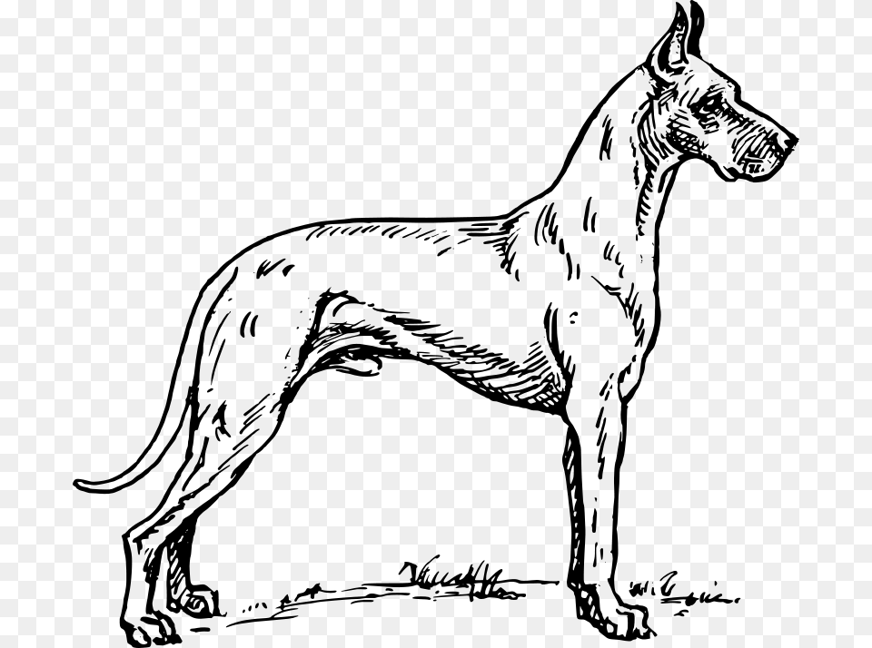 Great Dane, Gray Free Png Download