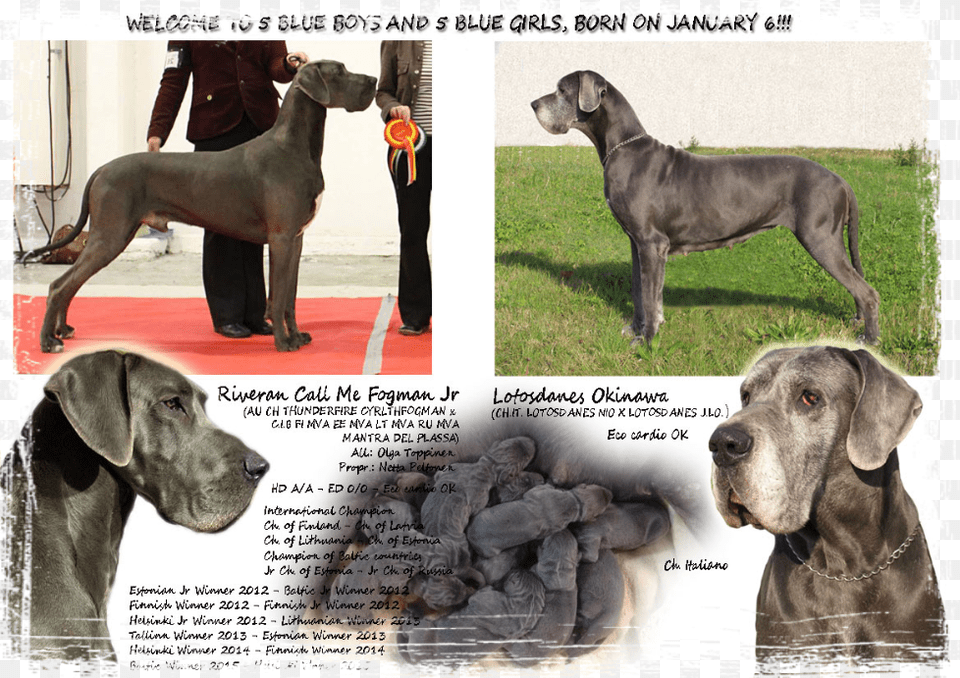 Great Dane, Pet, Mammal, Great Dane, Dog Png Image