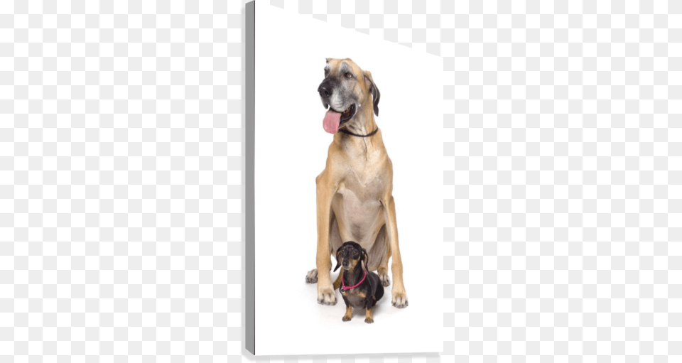 Great Dane And Dachshund Portrait Canvas Print Great Dane And Weiner Dog, Animal, Canine, Mammal, Pet Png