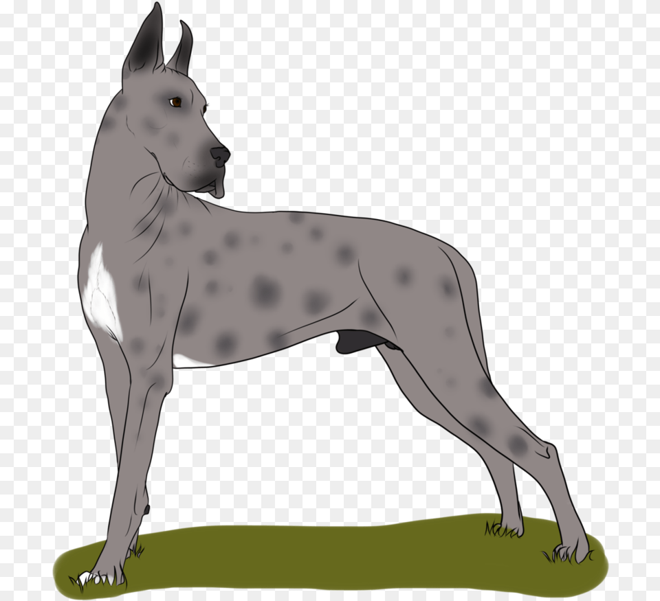 Great Dane Dog Breed Non Sporting Group Old English Terrier, Adult, Female, Person, Woman Png Image