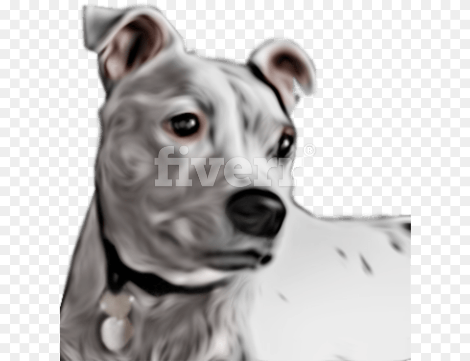 Great Dane Download American Pit Bull Terrier, White Dog, Animal, Pet, Canine Free Transparent Png