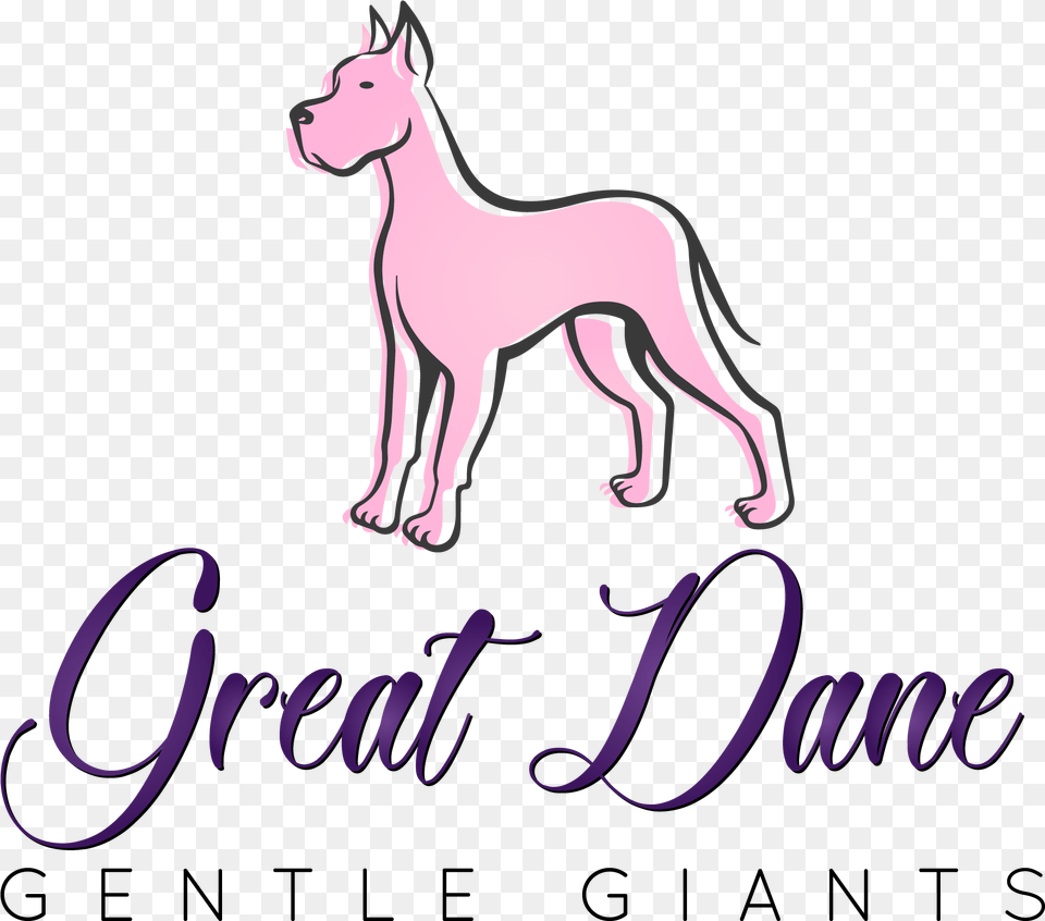 Great Dane Gentle Giants Ancient Dog Breeds, Animal, Mammal, Canine, Pet Free Png Download
