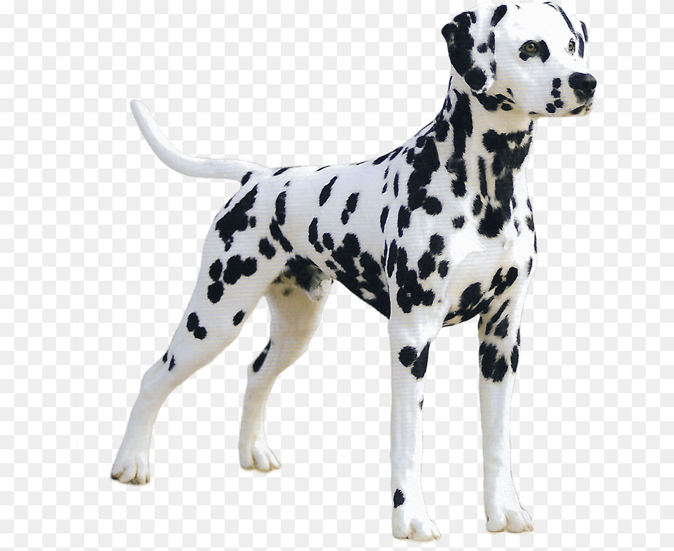 Great Dane Great Dane No Background, Animal, Canine, Dog, Mammal Png