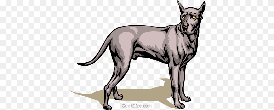 Great Dane Royalty Vector Clip Art Illustration, Animal, Canine, Mammal, Dog Free Png