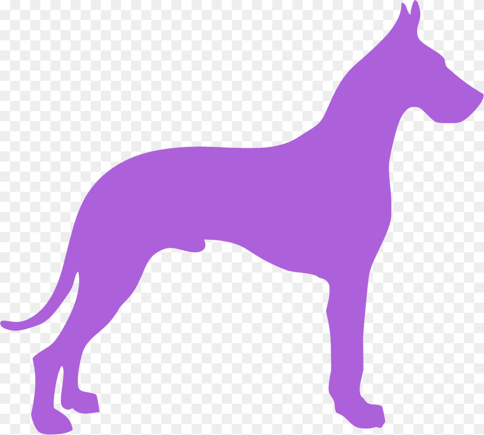 Great Dane Silhouette, Animal, Canine, Dog, Great Dane Png Image