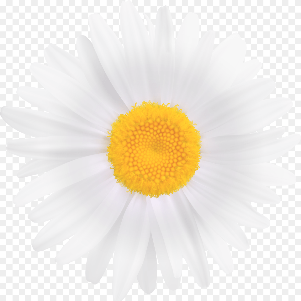 Great Gatsby Daisy Flower, Plant, Anemone, Petal Png