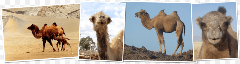 Great Gobi Kids Corner Wild Bactrian Camel, Animal, Lion, Mammal, Wildlife Free Transparent Png