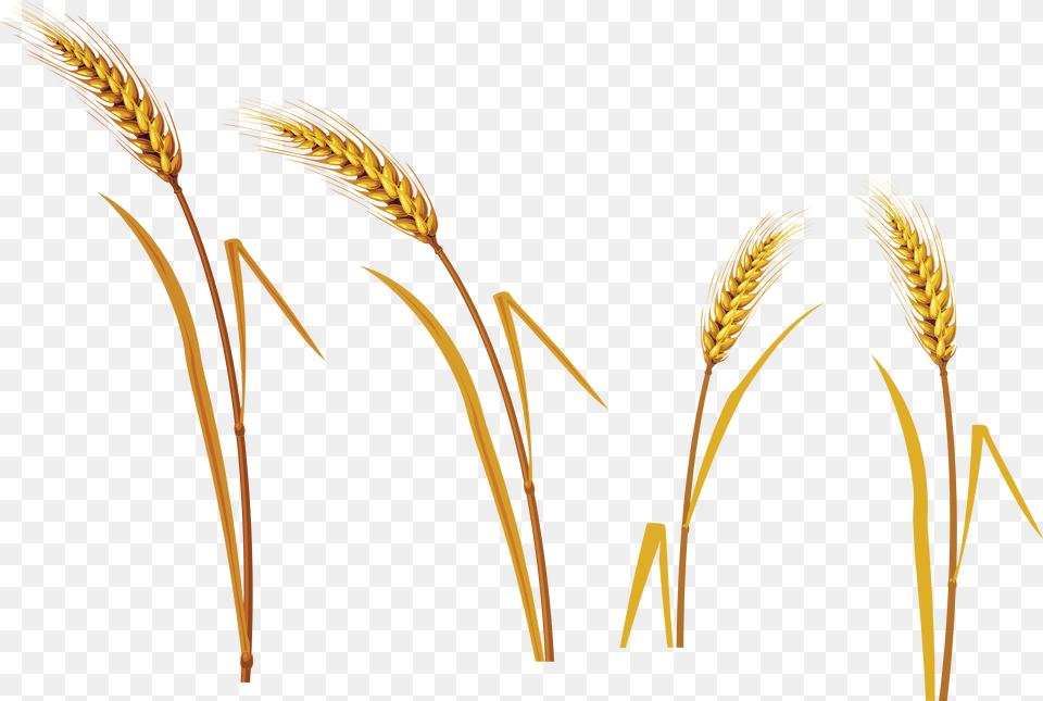 Great Grains And Wheats Wheat, Grass, Plant, Food, Grain Free Png