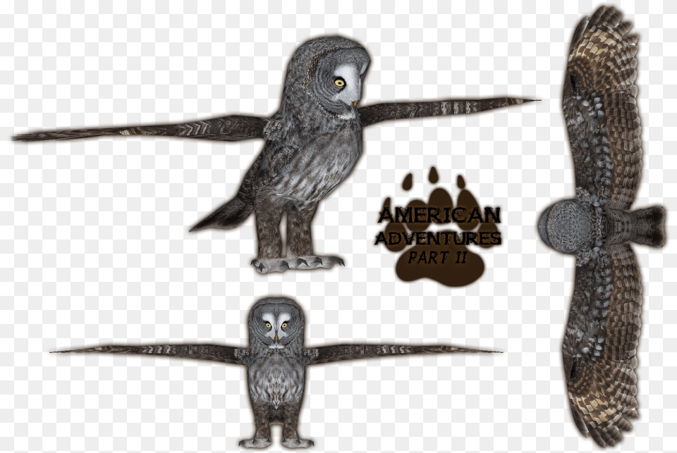 Great Grey Owl, Animal, Bird, Cross, Symbol Png