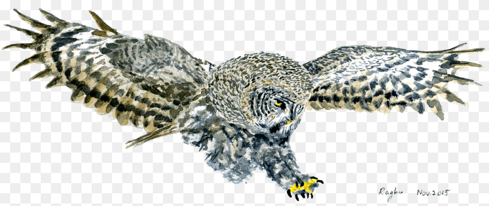 Great Grey Owl Watercolor, Animal, Bird, Dinosaur, Reptile Png