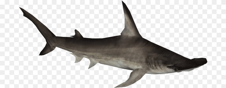 Great Hammerhead Shark Great Hammerhead, Animal, Sea Life, Fish Free Png