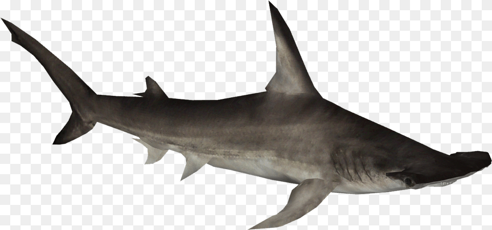 Great Hammerhead Shark Hammerhead Shark, Animal, Sea Life, Fish Free Png