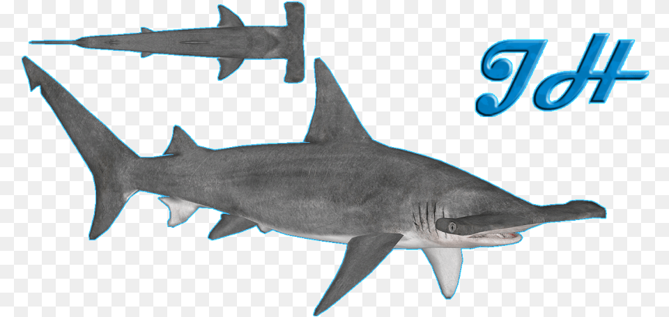 Great Hammerhead Shark Shark, Animal, Fish, Sea Life Png